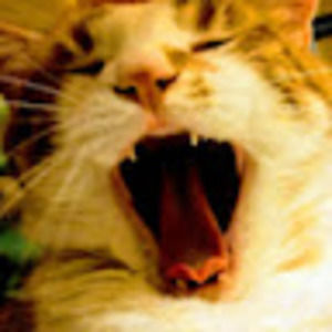 Meet your Posher, Debra